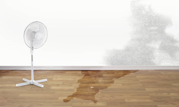 Best Basement water damage restoration  in Fairfield, AL
